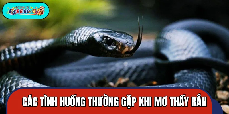 5 giấc mơ thấy rắn thường xảy ra về rắn