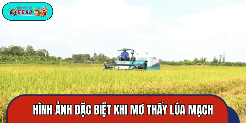 Mơ thấy lúa mạch mang nhiều hình ảnh đặc biệt