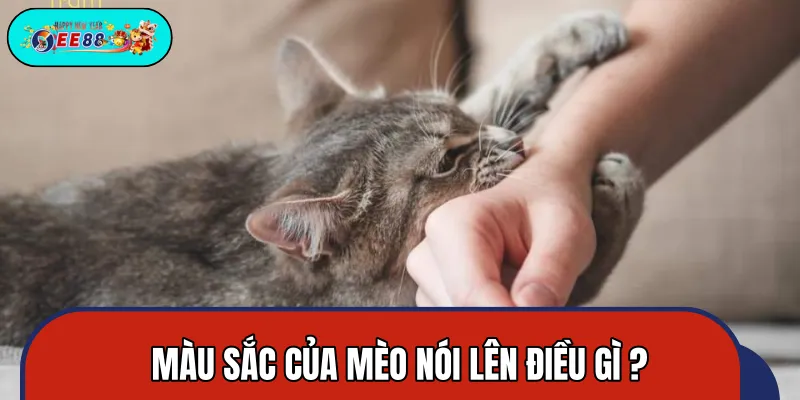 Phân tích qua 12 con giáp để hiểu rõ hơn về giấc ngủ